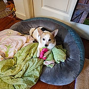 Peewee is registered to the contest to win money with this photo: animal, blanket, comfort, cozy, cute, dog, floor, green, home, indoor, pet_bed, pink, polka_dot, poster, resting, small_dog, tan_fur, toy, white_fur, wooden_floor