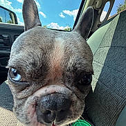 Harper A Compton is registered to the contest to win money with this photo: dog, french_bulldog, close_up, blue_eyes, car_interior, seat, window, sky, clouds, ears, nose, paw, pink_nails, pet, animal, daylight, outdoor_view, curious, portrait, canine