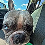 dog, french_bulldog, close_up, blue_eyes, car_interior, seat, window, sky, clouds, ears, nose, paw, pink_nails, pet, animal, daylight, outdoor_view, curious, portrait, canine