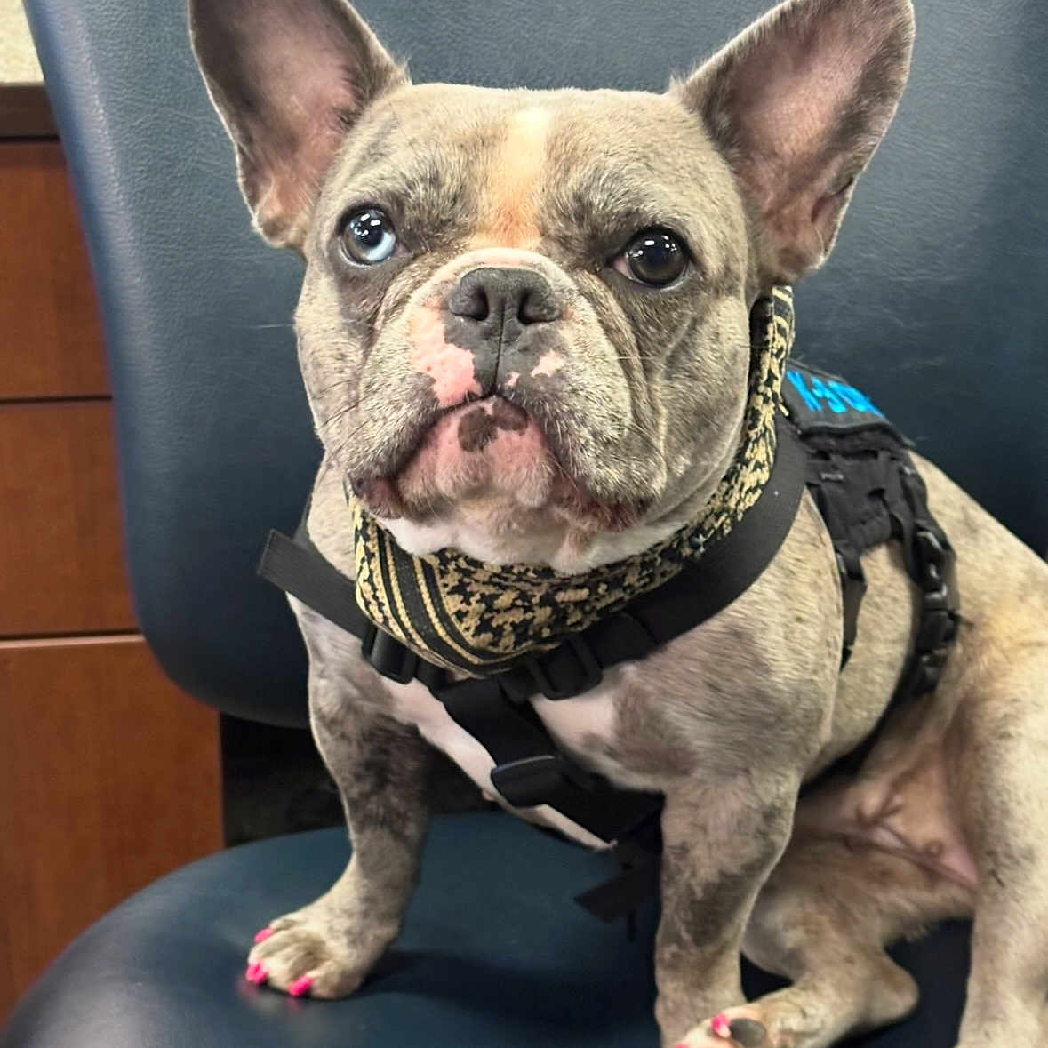Harper A Compton is registered to the contest to win money with this photo: animal, blue_eye, brindle, brown_eye, chair, close_up, cute, dog, french_bulldog, fur, harness, heterochromia, indoor, painted_paws, paw, pet, pink_nail_polish, portrait, scarf, sitting