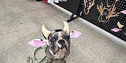 Harper A Compton joined the competition — help win amazing prizes! dog, costume, cow_hat, leash, concrete_floor, store_interior, skirts, clothing, antler_headbands, display_rack, pet, animal, cute, shopping, accessories, indoor, funny, pet_costume, leashed, looking_up