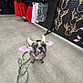 dog, costume, cow_hat, leash, concrete_floor, store_interior, skirts, clothing, antler_headbands, display_rack, pet, animal, cute, shopping, accessories, indoor, funny, pet_costume, leashed, looking_up