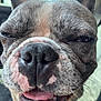 dog, french_bulldog, close_up, face, tongue, ears, pet, animal, sleepy, cute, snout, whiskers, black_nose, fur, outdoor, daylight, car_interior, expression, adorable, portrait