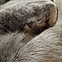 Mallow participe au concours pour gagner de l'argent avec cette photo : cat, sleeping, gray_fur, close_up, cozy, curled_up, pet, animal, fur, rest, nap, peaceful, soft_texture, whiskers, domestic_cat, relaxation, mammal, feline, quiet, indoor