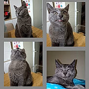 Mallow a rejoint le concours — aidez-le/la à gagner de superbes lots ! cat, gray_cat, pet, indoor, table, funny_expression, relaxed, curious, cute, feline, animal, whiskers, ears, fur, collage, home, cozy, portrait, closeup, domestic_cat