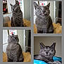 cat, gray_cat, pet, indoor, table, funny_expression, relaxed, curious, cute, feline, animal, whiskers, ears, fur, collage, home, cozy, portrait, closeup, domestic_cat