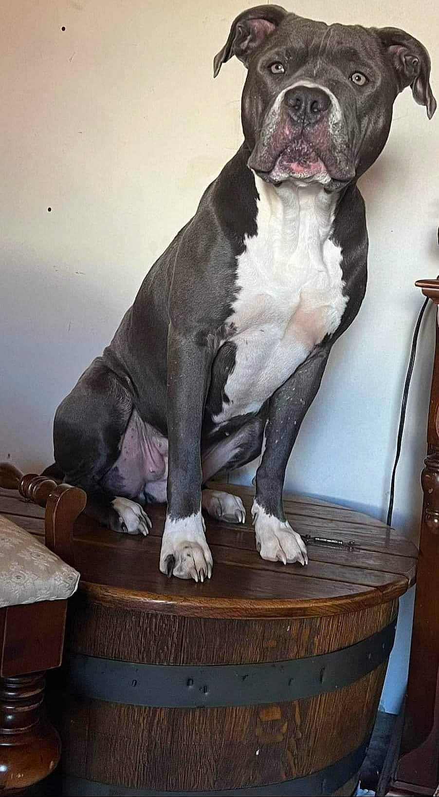 Gypsy joined the competition — help win amazing prizes! art, boston_terrier, bulldog, canidae, carnivore, chair, comfort, companion_dog, dog, dog_breed, dog_collar, fawn, french_bulldog, fur, molosser, sculpture, snout, sporting_group, whiskers, working_animal