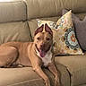 animal, brown_dog, canine, couch, dog, domestic_animal, ears_up, furniture, happy, home, indoor, leather_couch, living_room, patterned_pillows, pet, pillows, relaxed, resting, smiling, tongue_out