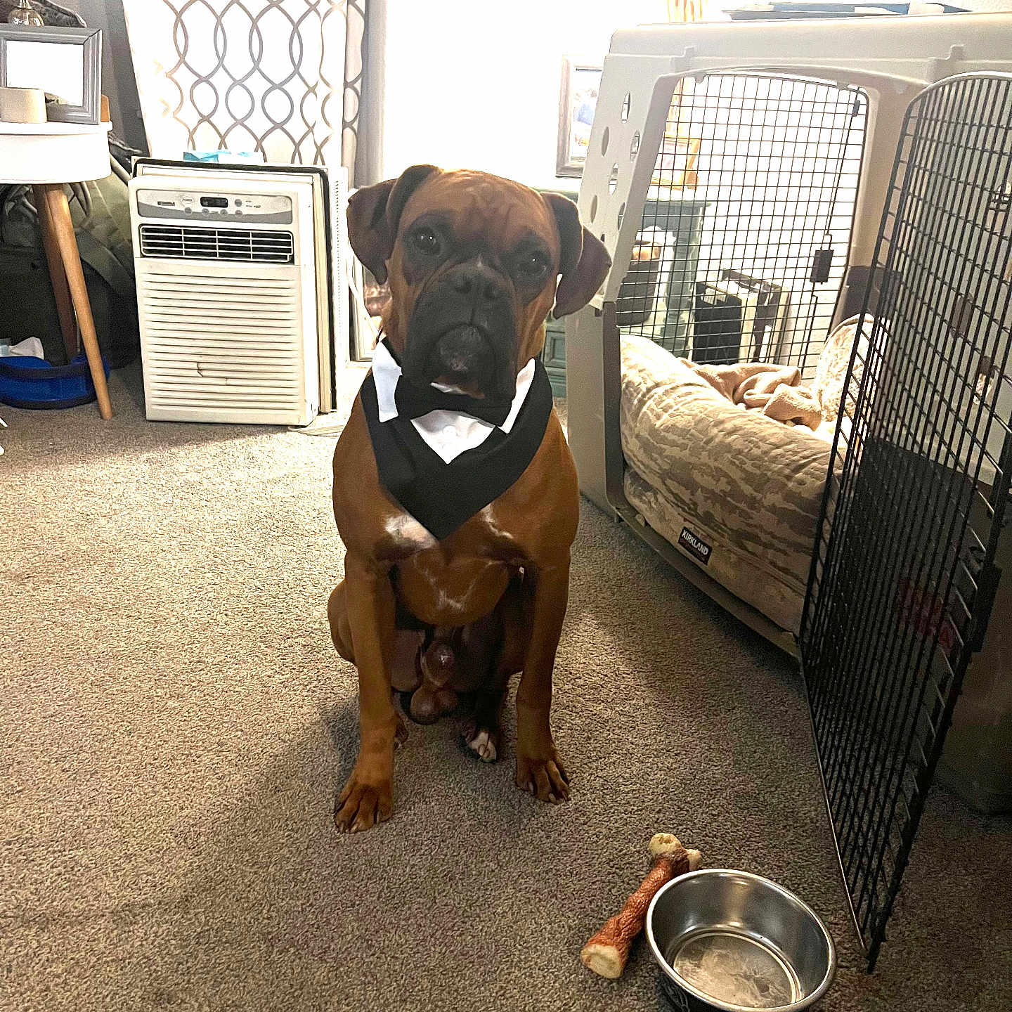 Brownie joined the competition — help win amazing prizes! air_conditioner, animal, bandana, brown_dog, canine, carpet, chew_toy, curtains, dog, dog_bowl, dog_crate, domestic_animal, floor, furniture, home_interior, indoor, lamp, pet, sitting, tuxedo