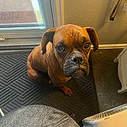 Brownie joined the competition — help win amazing prizes! dog, brown_dog, indoor, mat, door, looking_up, pet, animal, floor, paw, wall, light, shadow, human_hand, carpet, furniture, waiting, expression, close_up, companion