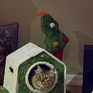 Brooklyn joined the competition — help win amazing prizes! animal, cat, cat_house, christmas_tree, cozy, curious, cute, decor, domestic, feline, fluffy, fur, holiday, home, indoor, pet, pet_accessory, pillow, soft, wooden_floor