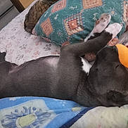 Ti Biscuit participe au concours pour gagner de l'argent avec cette photo : animal, bed, blanket, comfort, cozy, cute, dog, domestic, fur, indoor, peaceful, pet, pillow, plush_toy, puppy, relaxed, resting, sleeping, soft, young_animal