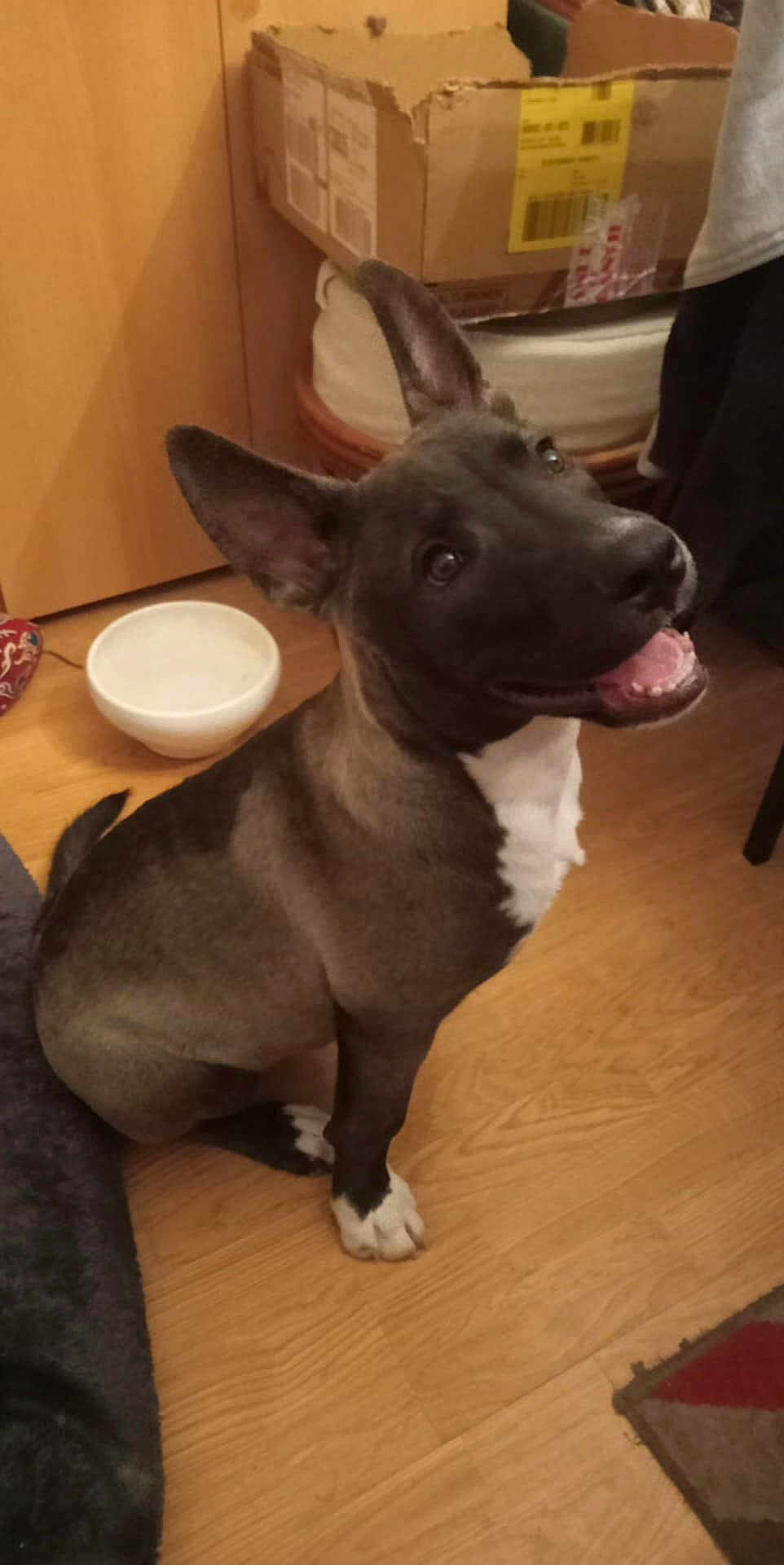 Ti Biscuit participe au concours pour gagner de l'argent avec cette photo : animal, black_fur, bowl, brown_fur, canine, cardboard_box, dog, domestic, ears, floor, happy, household, indoor, looking_up, mouth_open, pet, sitting, tongue, white_patch, wooden_floor