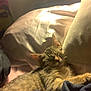 Tommy joined the competition — help win amazing prizes! bed, bedroom, blanket, cat, close_up, cozy, cushion, ears, fur, indoor, lamp_light, pet, pillow, portrait, relaxed, sleeping, soft_lighting, tabby_cat, textile, whiskers