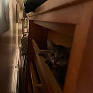 Tommy is registered to the contest to win money with this photo: bedroom, blurry, cat, cozy, dim_lighting, drawer, furniture, hiding, indoor, kitten, low_light, meowing, narrow_space, peeking, pet, shelf, tabby, tongue, whiskers, wood