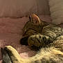 bed, blanket, cat, close_up, cozy, domestic_cat, fur, indoor, kitten, nap, paw, pet, pillow, pink_blanket, resting, sleeping, soft_texture, tabby, tail, whiskers