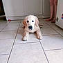 puppy, dog, golden_retriever, floor, kitchen, tile, pet, animal, indoor, cute, lying_down, tongue_out, legs, person, cabinet, appliance, home, curious, young_dog, domestic