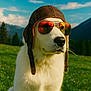 dog, white_dog, aviator_cap, sunglasses, grass, meadow, mountains, blue_sky, outdoor, sunny, canine, pet, portrait, animal, nature, grass_blade, reflection, summer, leisure, cool