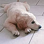 puppy, dog, golden_retriever, lying_down, floor, tile, pet, young, cute, animal, indoor, fur, paw, resting, canine, adorable, side_view, calm, domestic, mammal