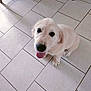puppy, dog, golden_retriever, pet, indoor, floor, tile, tongue_out, cute, animal, sitting, looking_up, young, fur, domestic_animal, canine, house, footwear, furniture, floor_tile