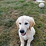 Simba a rejoint le concours — aidez-le/la à gagner de superbes lots ! dog, puppy, golden_retriever, grass, outdoor, animal, cute, happy, tongue_out, pet, young, playful, field, nature, fur, canine, sitting, friendly, mammal, companion