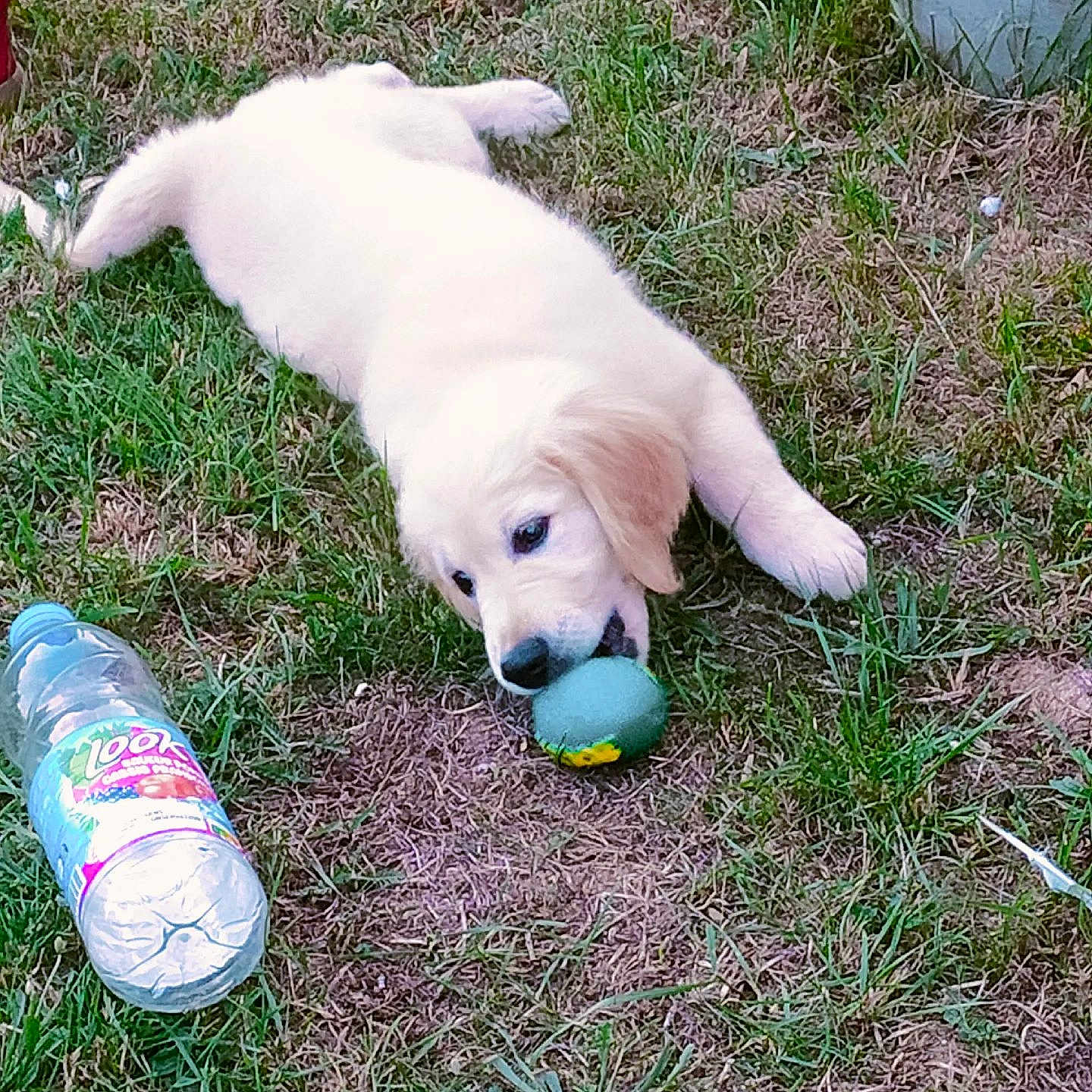 Simba participe au concours pour gagner de l'argent avec cette photo : animal, chewing, curious, cute, daylight, domestic_animal, fun, golden_retriever, grass, greenery, lying_down, nature, outdoor, pet, plant_pot, playful, puppy, toy, water_bottle, young_dog