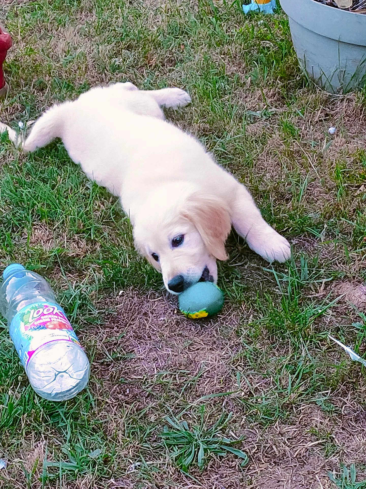 Simba