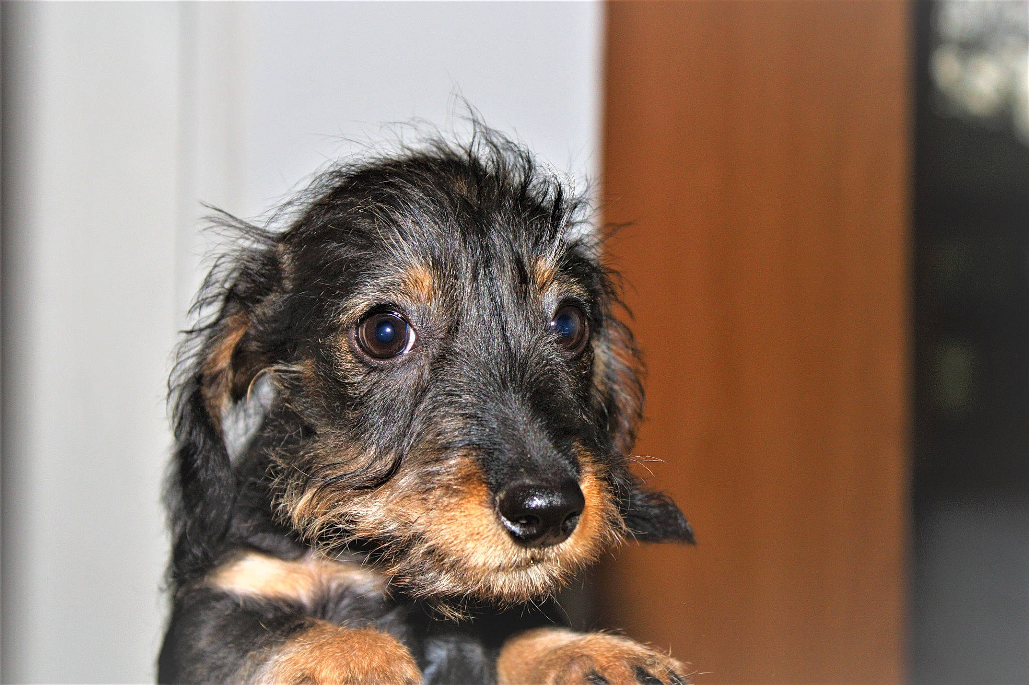 Elegant a rejoint le concours — aidez-le/la à gagner de superbes lots ! canidae, carnivore, companion_dog, dachshund, dog, dog_breed, mammal, puppy, snout, sporting_group, vertebrate