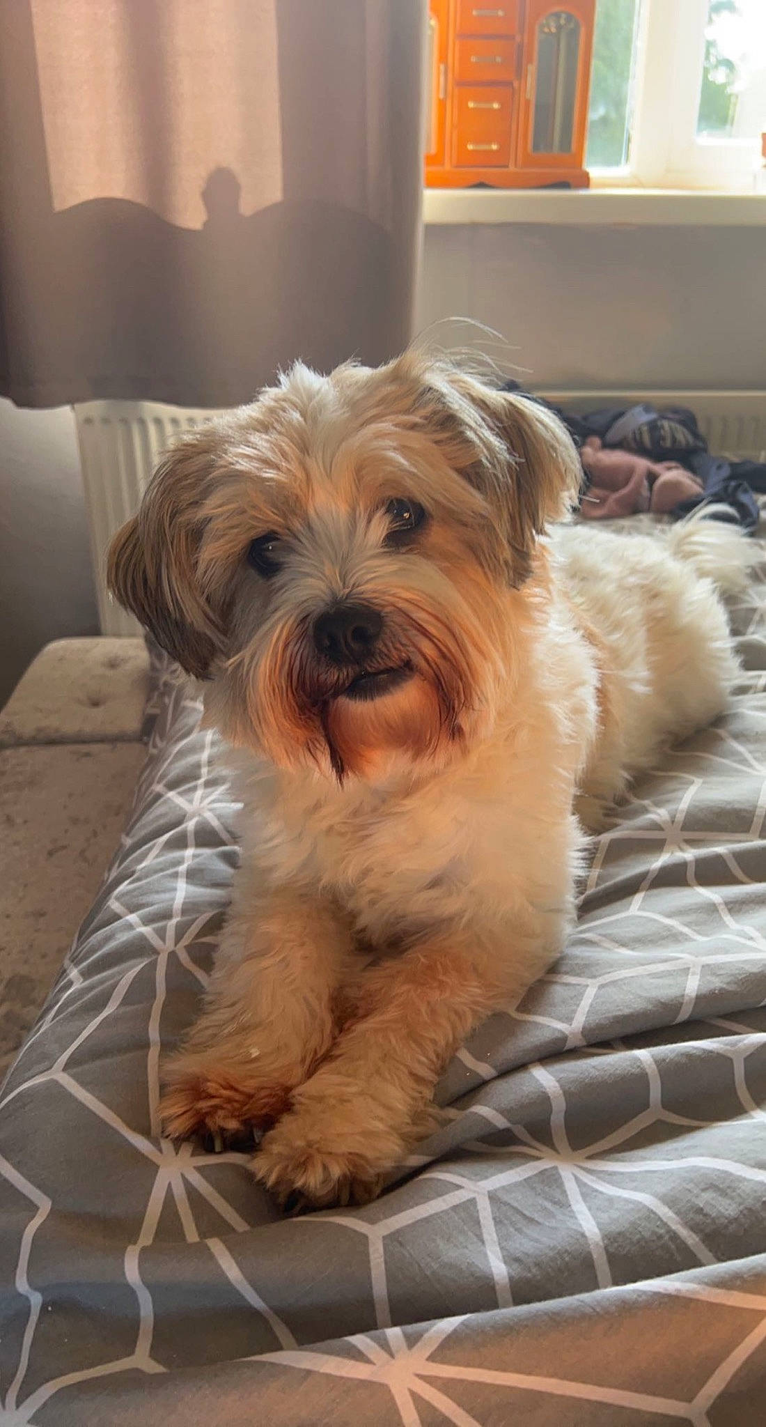 Patch joined the competition — help win amazing prizes! carnivore, comfort, companion_dog, dog, dog_breed, flooring, fur, hardwood, liver, picture_frame, puppy_love, shelf, small_terrier, sporting_group, terrestrial_animal, terrier, toy_dog, wood, working_animal, working_terrier