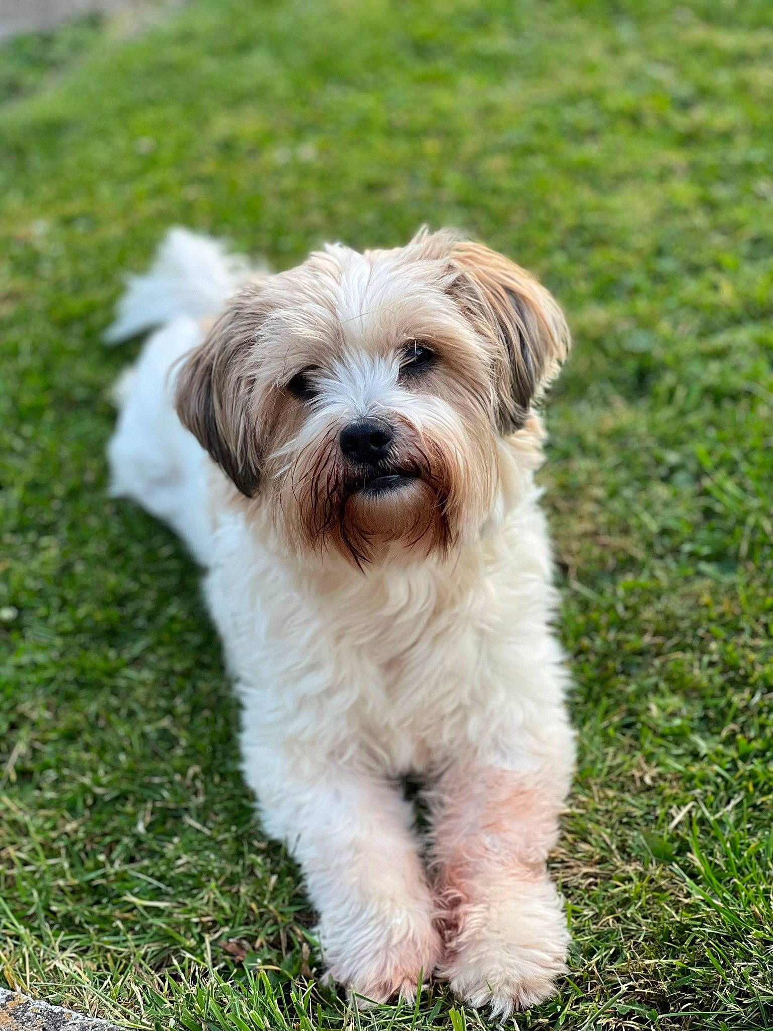 Patch joined the competition — help win amazing prizes! canidae, carnivore, companion_dog, dog, dog_breed, fur, grass, liver, mal_shi, maltepoo, non_sporting_group, plant, small_terrier, snout, sporting_group, terrestrial_animal, terrier, toy_dog, water_dog, working_animal