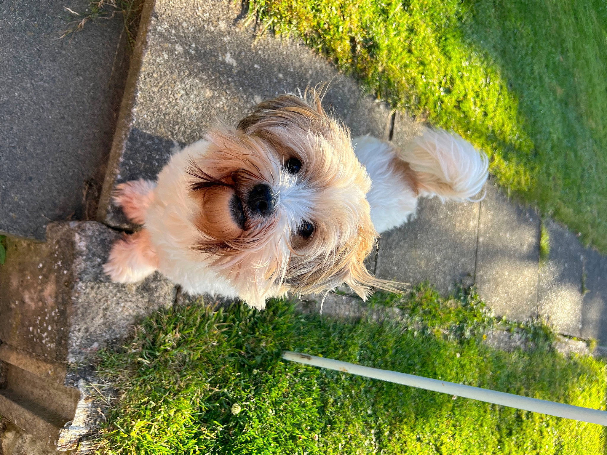Patch is registered to the contest to win money with this photo: biewer_terrier, canidae, carnivore, companion_dog, dog, dog_breed, fawn, fur, grass, liver, maltepoo, plant, shih_tzu, small_terrier, snout, soil, sporting_group, terrier, toy_dog, working_animal