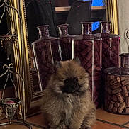 Aston participe au concours pour gagner de l'argent avec cette photo : dog, puppy, fluffy, mirror, glass_jars, wine_corks, floor_tile, indoor, decor, reflection, brown, black_face, small, sitting, cute, fur, pet, houseplant, vintage, ornamental