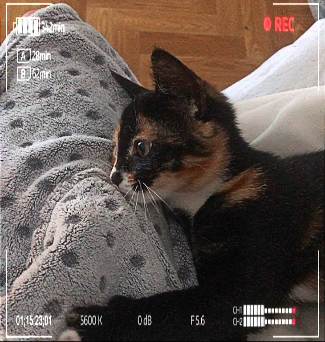 Malibu participe au concours pour gagner de l'argent avec cette photo : automotive_tire, carnivore, cat, cat_supply, domestic_short_haired_cat, felidae, font, fur, linens, metal, pattern, paw, photo_caption, photograph, small_to_medium_sized_cats, snout, tail, terrestrial_animal, tire, whiskers