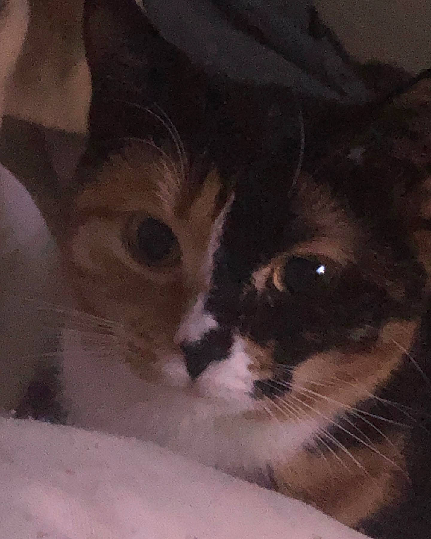 Malibu a rejoint le concours — aidez-le/la à gagner de superbes lots ! carnivore, cat, domestic_short_haired_cat, eye, felidae, fur, head, mammal, monochrome_photography, small_to_medium_sized_cats, snout, tail, terrestrial_animal, whiskers, window