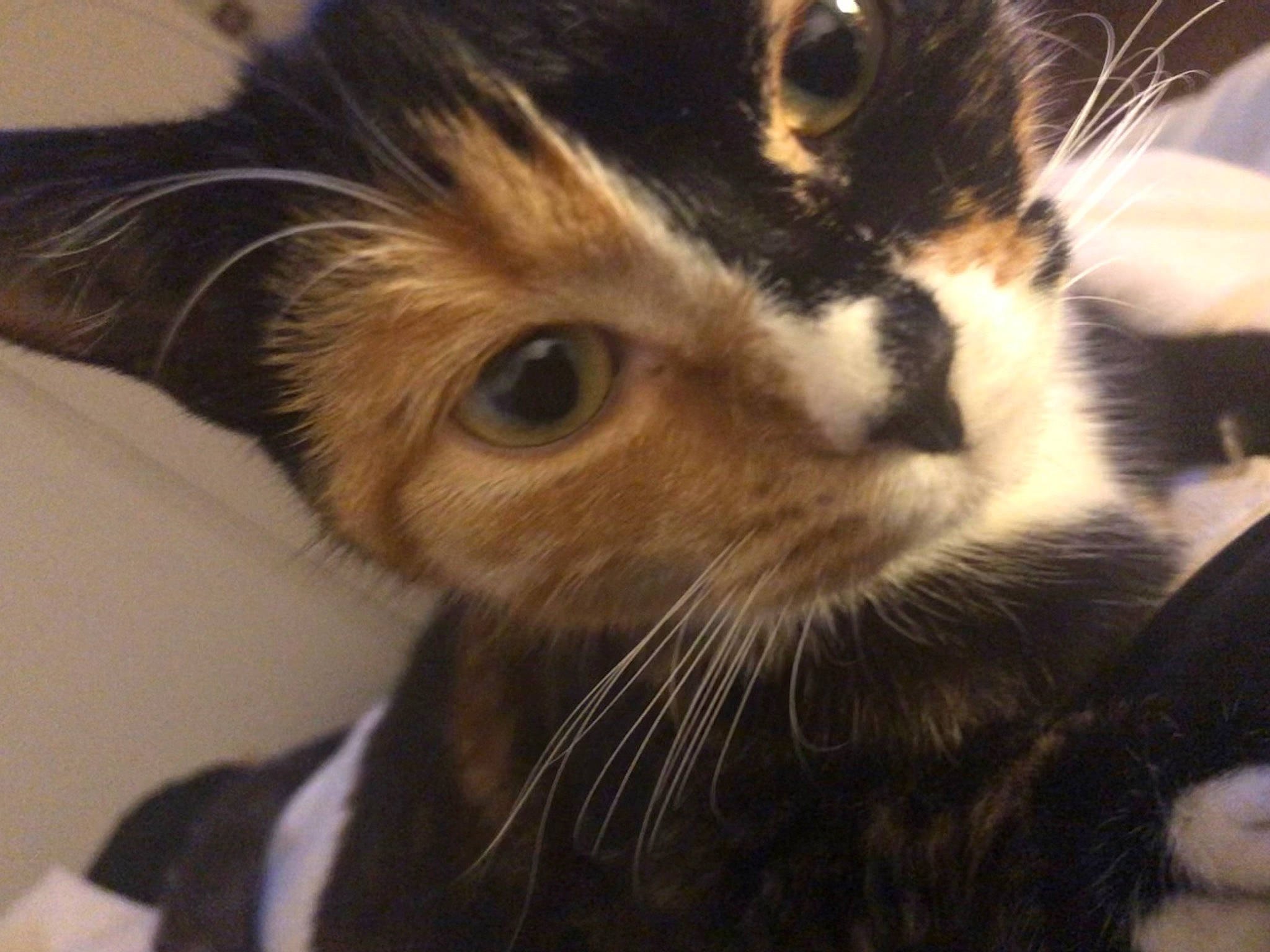 Malibu a rejoint le concours — aidez-le/la à gagner de superbes lots ! carnivore, cat, claw, domestic_short_haired_cat, ear, eye, felidae, fur, head, paw, small_to_medium_sized_cats, snout, whiskers