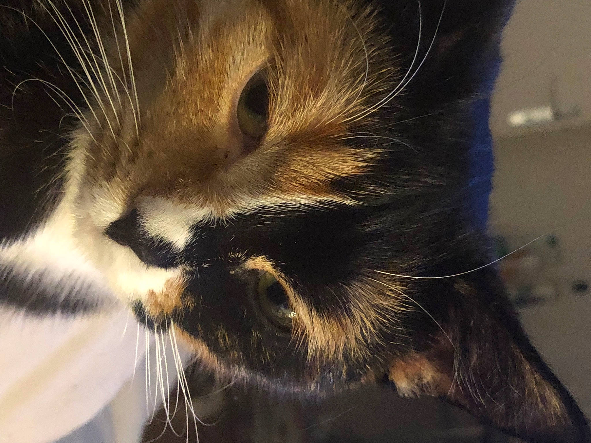 Malibu a rejoint le concours — aidez-le/la à gagner de superbes lots ! carnivore, cat, claw, comfort, darkness, domestic_short_haired_cat, ear, electric_blue, felidae, fur, nap, paw, sleep, small_to_medium_sized_cats, snout, tail, terrestrial_animal, whiskers, wildlife