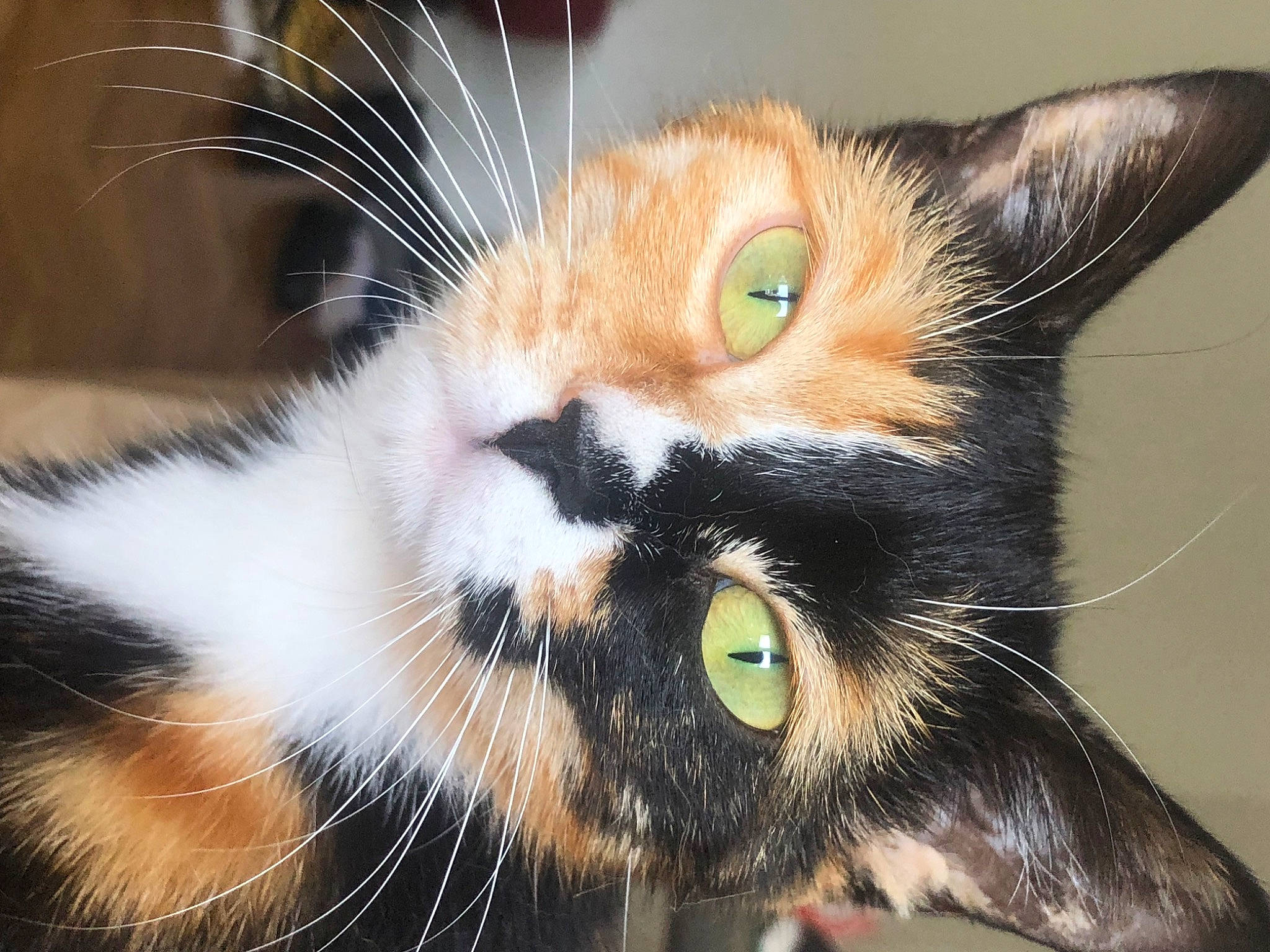 Malibu participe au concours pour gagner de l'argent avec cette photo : carnivore, cat, claw, close_up, domestic_short_haired_cat, ear, felidae, fur, grass, iris, macro_photography, nose, paw, plant, small_to_medium_sized_cats, snout, tail, terrestrial_animal, whiskers, wildlife