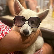 Belly a rejoint le concours — aidez-le/la à gagner de superbes lots ! dog, white_dog, sunglasses, pet, animal, person, arm, indoor, blurred_background, fashion, cute, companion, holding, casual, red_patterned_clothing, portrait, funny, accessory, closeup, relaxing