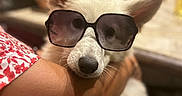 Belly a rejoint le concours — aidez-le/la à gagner de superbes lots ! accessory, animal, arm, blurred_background, casual, closeup, companion, cute, dog, fashion, funny, holding, indoor, person, pet, portrait, red_patterned_clothing, relaxing, sunglasses, white_dog