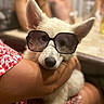 dog, white_dog, sunglasses, pet, animal, person, arm, indoor, blurred_background, fashion, cute, companion, holding, casual, red_patterned_clothing, portrait, funny, accessory, closeup, relaxing