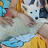 Belly participe au concours pour gagner de l'argent avec cette photo : animal, blurred, casual, colorful_blanket, comfort, companion, cute, dog, fluffy, friendship, fur, hand, home, indoor, person, pet, relaxing, sitting, white_dog, yellow_clothing