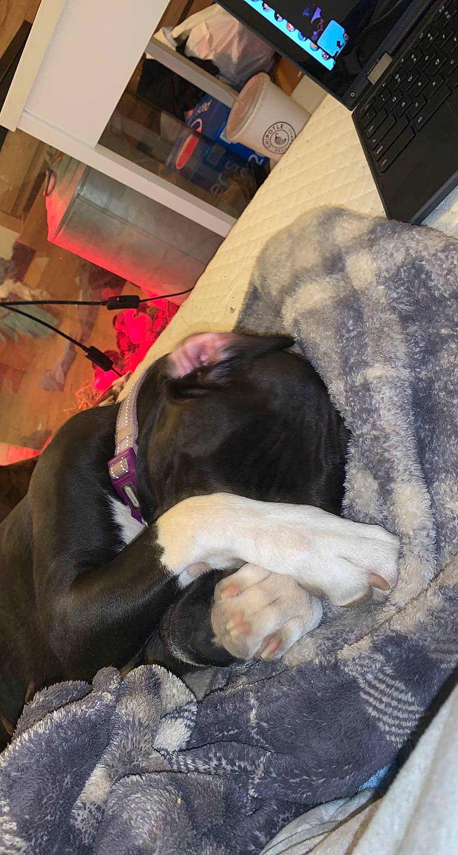 Calypso is registered to the contest to win money with this photo: canidae, carnivore, comfort, companion_dog, computer_keyboard, dog, dog_breed, fawn, flooring, fur, guard_dog, liver, nap, natural_material, non_sporting_group, sleep, snout, sporting_group, tail, working_animal