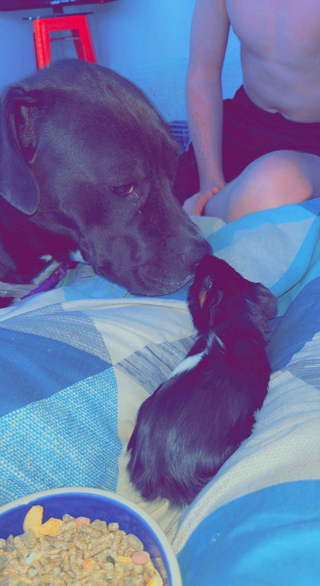 Calypso joined the competition — help win amazing prizes! animal_feed, blue, canidae, carnivore, collar, comfort, companion_dog, dog, dog_breed, dog_collar, dog_supply, electric_blue, fawn, magenta, pet_food, pet_supply, purple, sporting_group, vertebrate, working_animal