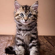Maisie is registered to the contest to win money with this photo: kitten, cat, tabby, fur, whiskers, ears, eyes, paws, sitting, wooden_floor, pet, animal, cute, young, feline, portrait, indoor, fluffy, small, adorable