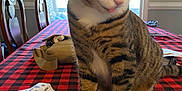 Mango joined the competition — help win amazing prizes! animal, black, cat, chair, checkered, curious, domestic, feline, fur, household, indoor, paws, pet, red, striped, tabby, table, tablecloth, tongue, window