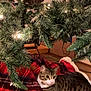 Mango is registered to the contest to win money with this photo: animal, cat, christmas_tree, cozy, curious, decorations, feline, festive, holiday_lights, home, indoor, pet, pine_needles, plaid, red_blanket, relaxed, tabby_cat, tree_branches, two_cats, wood_floor