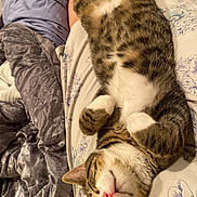 Mango is registered to the contest to win money with this photo: animal, bed, blanket, cat, comfort, cozy, domestic_animal, floral_pattern, fur, indoor, legs, paws, person, pet, pink_nose, relaxed, resting, sleeping, tabby, whiskers