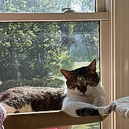 Nugget joined the competition — help win amazing prizes! cat, tabby, white_fur, window, sunlight, indoor, pet, relaxed, perch, green_eyes, screen, daylight, resting, animal, feline, houseplant, knitted_blanket, shadow, closeup, portrait