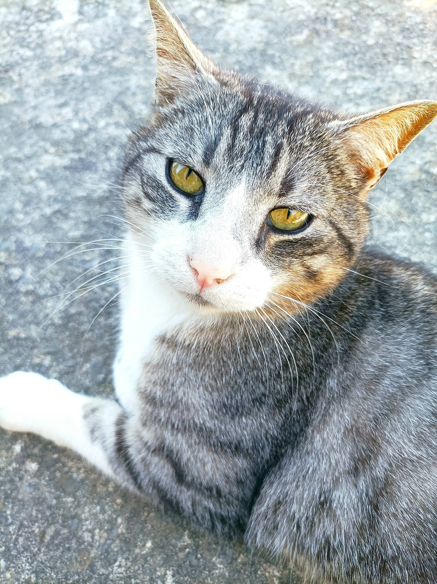 Hip-hop a rejoint le concours — aidez-le/la à gagner de superbes lots ! art, carnivore, cat, claw, domestic_short_haired_cat, eye, felidae, fur, grey, paw, photo_caption, sitting, small_to_medium_sized_cats, snout, tail, terrestrial_animal, vertebrate, whiskers, wildlife, window