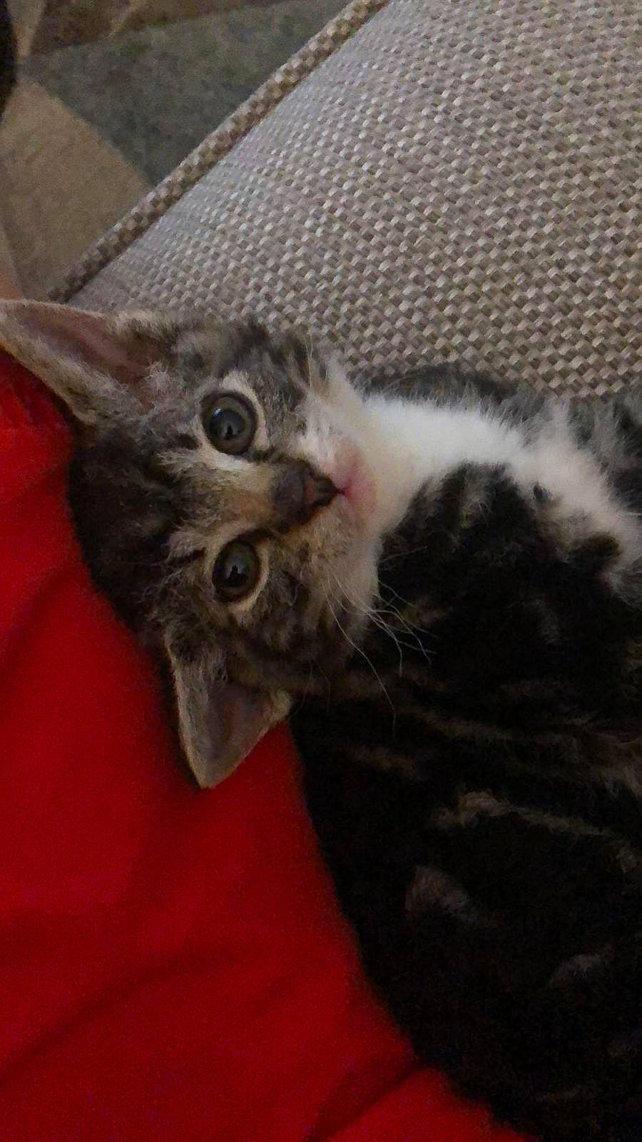 Teggs is registered to the contest to win money with this photo: american_shorthair, american_wirehair, asian, california_spangled, carnivore, cat, domestic_short_haired_cat, dragon_li, ear, egyptian_mau, european_shorthair, felidae, kitten, mammal, polydactyl_cat, small_to_medium_sized_cats, tabby_cat, whiskers